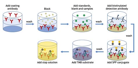 elisa test and types|elisa flow chart.